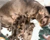Dachshund (Miniature Smooth Haired)