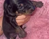 Dachshund (Smooth Haired)