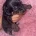 Dachshund (Smooth Haired)