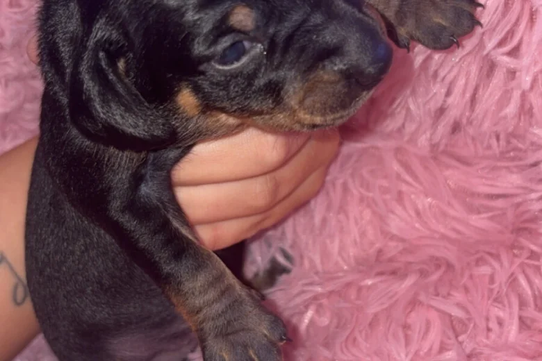 Dachshund (Smooth Haired)