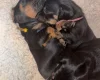 Dachshund (Smooth Haired)