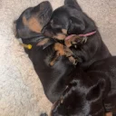 Dachshund (Smooth Haired)