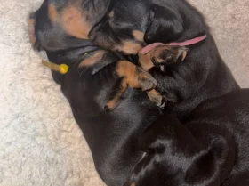 Dachshund (Smooth Haired)