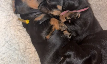 Dachshund (Smooth Haired)
