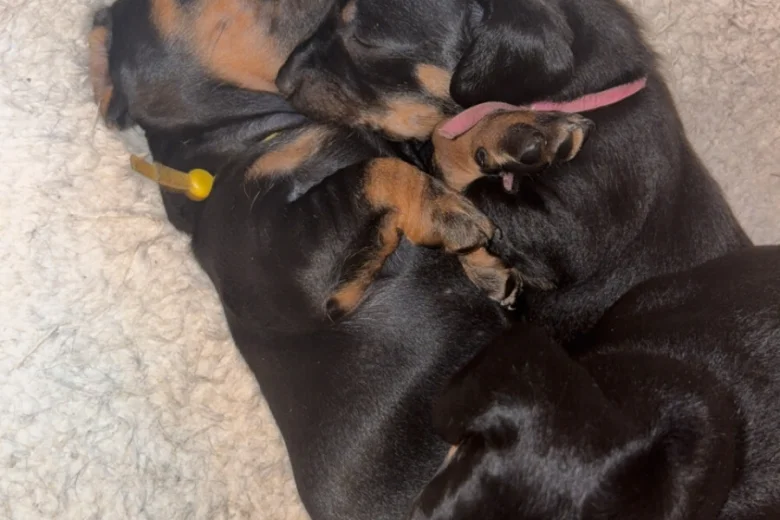 Dachshund (Smooth Haired)