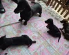Dachshund (Smooth Haired)