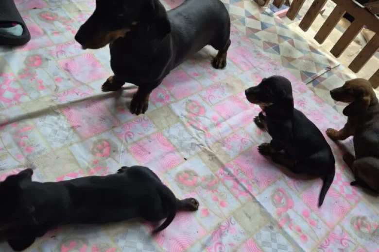 Dachshund (Smooth Haired)