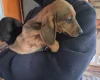 Dachshund (Smooth Haired)