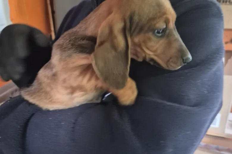 Dachshund (Smooth Haired)