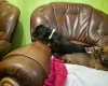 Dachshund (Smooth Haired)