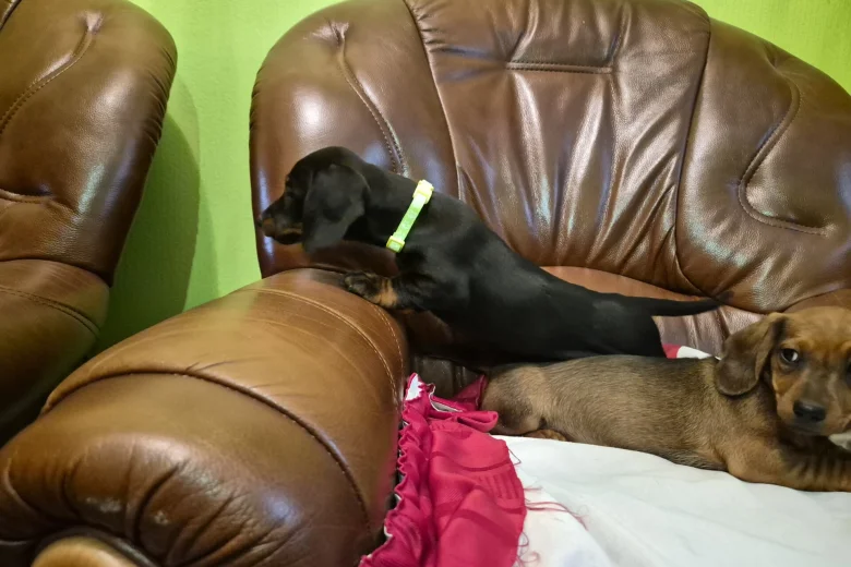 Dachshund (Smooth Haired)
