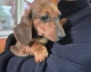 Dachshund (Smooth Haired)