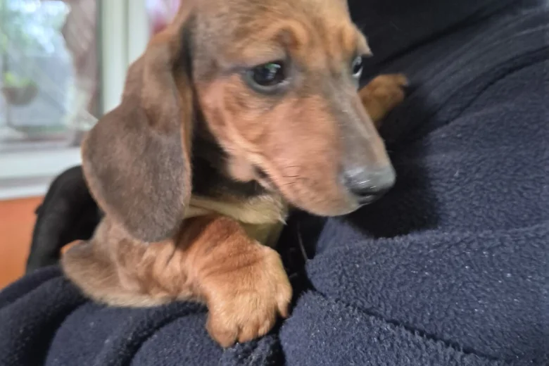 Dachshund (Smooth Haired)