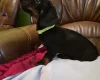 Dachshund (Smooth Haired)