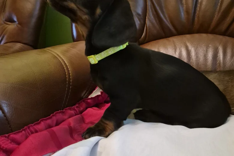 Dachshund (Smooth Haired)