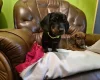 Dachshund (Smooth Haired)