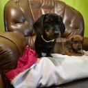 Dachshund (Smooth Haired)