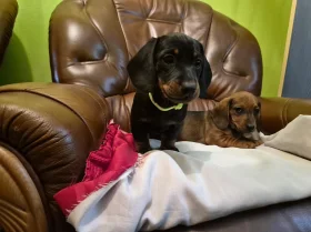 Dachshund (Smooth Haired)
