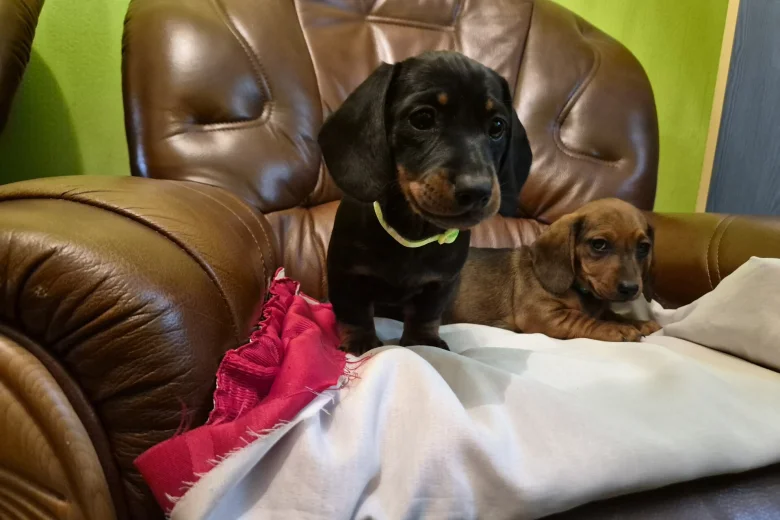 Dachshund (Smooth Haired)