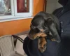 Dachshund (Smooth Haired)