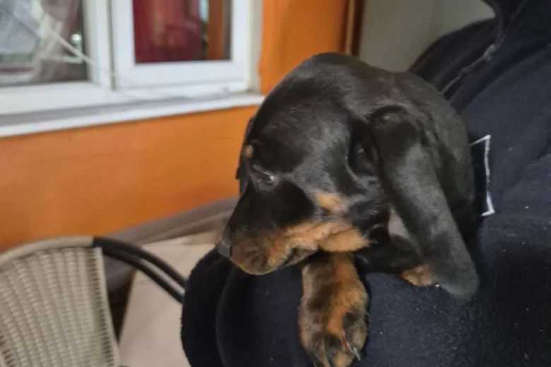 Dachshund (Smooth Haired)