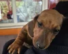 Dachshund (Smooth Haired)