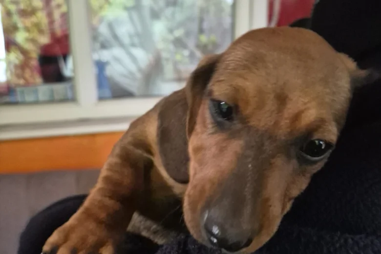 Dachshund (Smooth Haired)