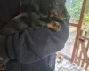 Dachshund (Smooth Haired)