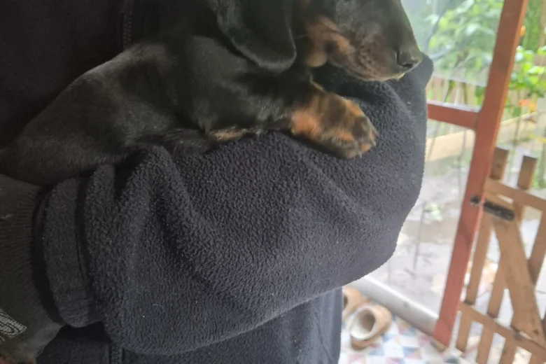 Dachshund (Smooth Haired)
