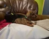 Dachshund (Smooth Haired)