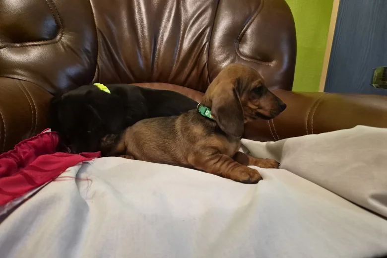 Dachshund (Smooth Haired)