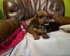 Dachshund (Smooth Haired)