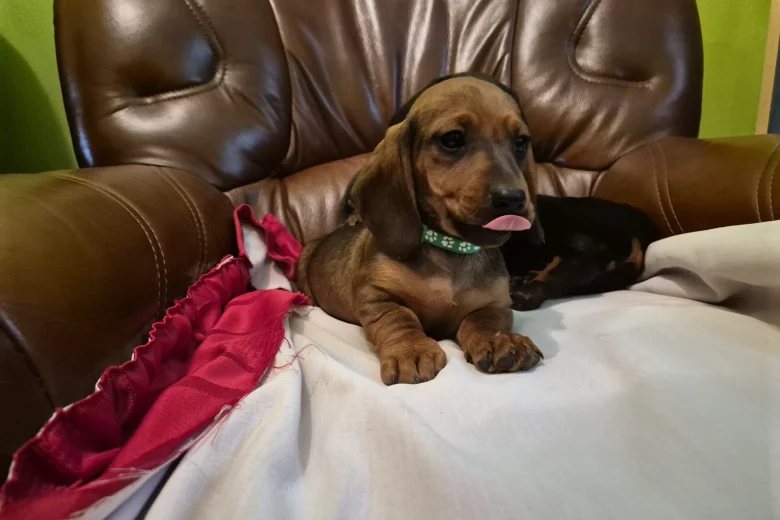 Dachshund (Smooth Haired)