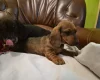 Dachshund (Smooth Haired)