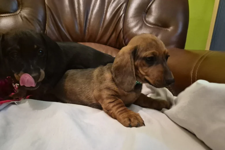 Dachshund (Smooth Haired)