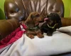 Dachshund (Smooth Haired)