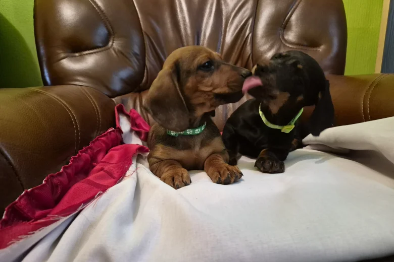 Dachshund (Smooth Haired)