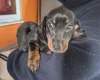 Dachshund (Smooth Haired)