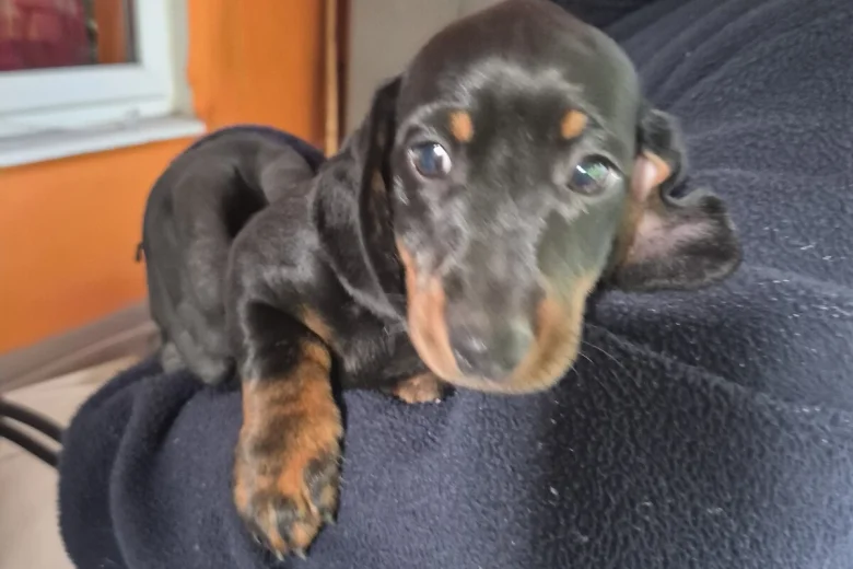 Dachshund (Smooth Haired)