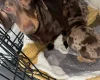 Dachshund (Smooth Haired)