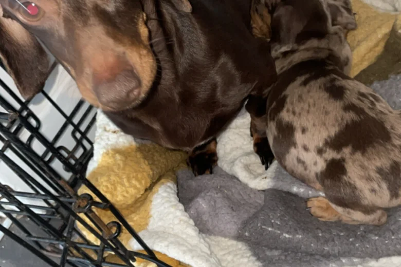 Dachshund (Smooth Haired)