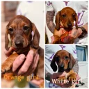 Dachshund (Smooth Haired)