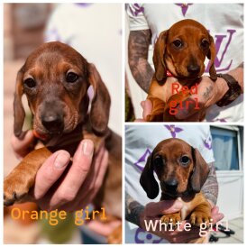 Dachshund (Smooth Haired)