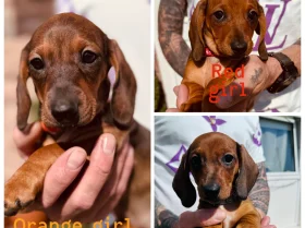 Dachshund (Smooth Haired)