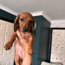 Dachshund (Smooth Haired)