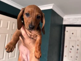 Dachshund (Smooth Haired)