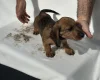 Dachshund (Smooth Haired)