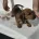 Dachshund (Smooth Haired)