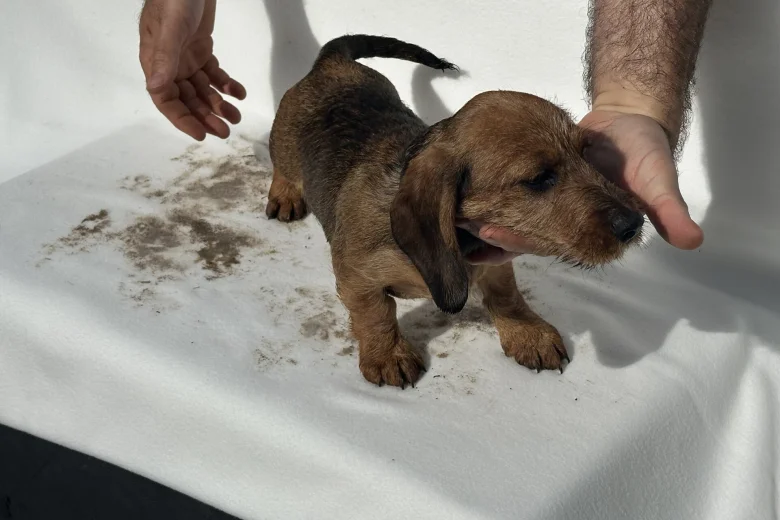 Dachshund (Smooth Haired)