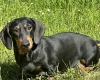 Dachshund (Smooth Haired)